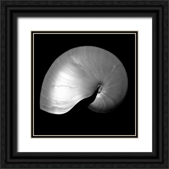 Bay, Noah 12x12 Black Ornate Wood Framed with Double Matting Museum Art Print Titled - Nautilus Twin I