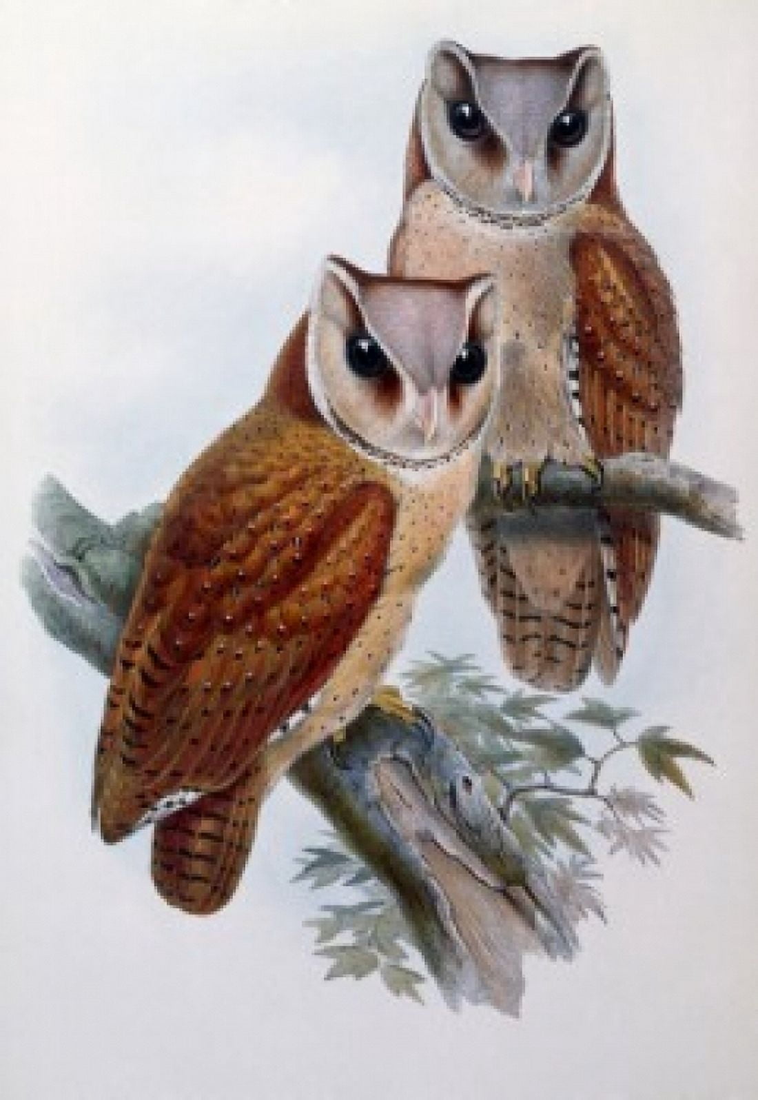 Bay Owl by John Gould (1804-1881) Canvas Art - John Gould (24 x 36)
