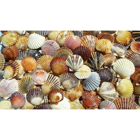 Bay Scallop Beauties Puzzle