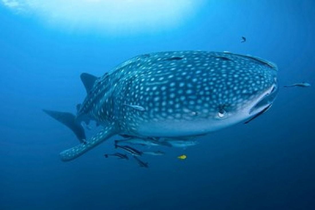 Bay Whale shark and remoras Canvas Art - Jaynes Gallery DanitaDelimont (20 x 13)
