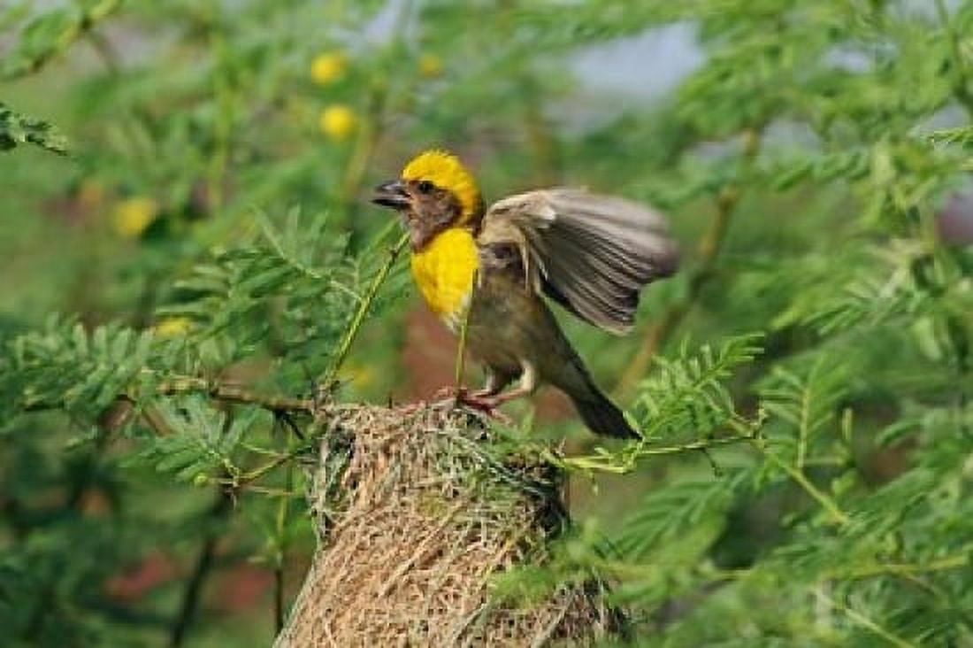 Baya Weaver bird Keoladeo National Park India Canvas Art - Jagdeep Rajput DanitaDelimont (36 x 24)