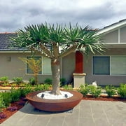 Bayarde Services 10 Dragons Blood Plant Seeds