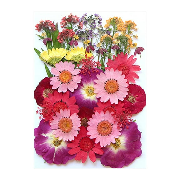 Bdday 43 Pcs Dried Pressed Flowers, Natural Real Dry Leaves Kit, Real White Daisy Gypsophila Larkspur for Resin Jewelry, Art Floral Decorations for Plant Herbarium, Scrapbooking Diy, Candle Crafts