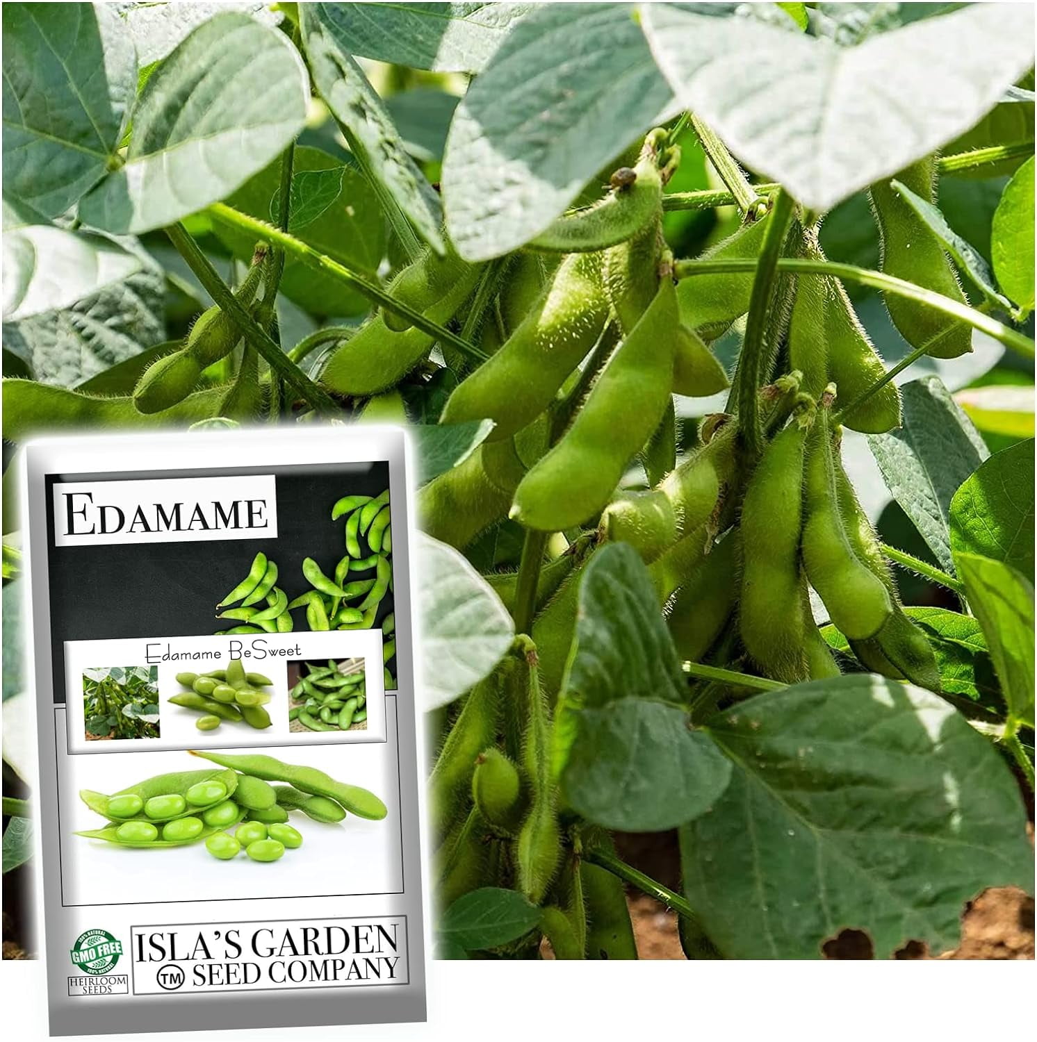 Isla's Garden Seeds Edamame Seeds for Planting, 25 NonGMO Seeds