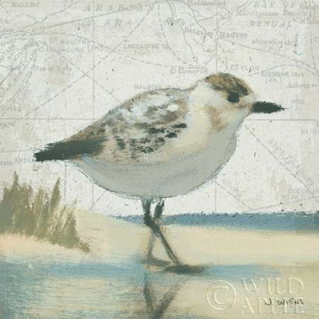 Beach Bird I Canvas Art - James Wiens (24 x 24)