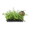 thumbnail image 1 of Beach Creeper | 30 Live Plants | Ernodea Littoralis | Coastal Ground Cover | Salt Tolerant | Low Maintenance | Drought Resistant | Fast Growing | Ideal for Sandy Soils | Tropical Landscaping, 1 of 6
