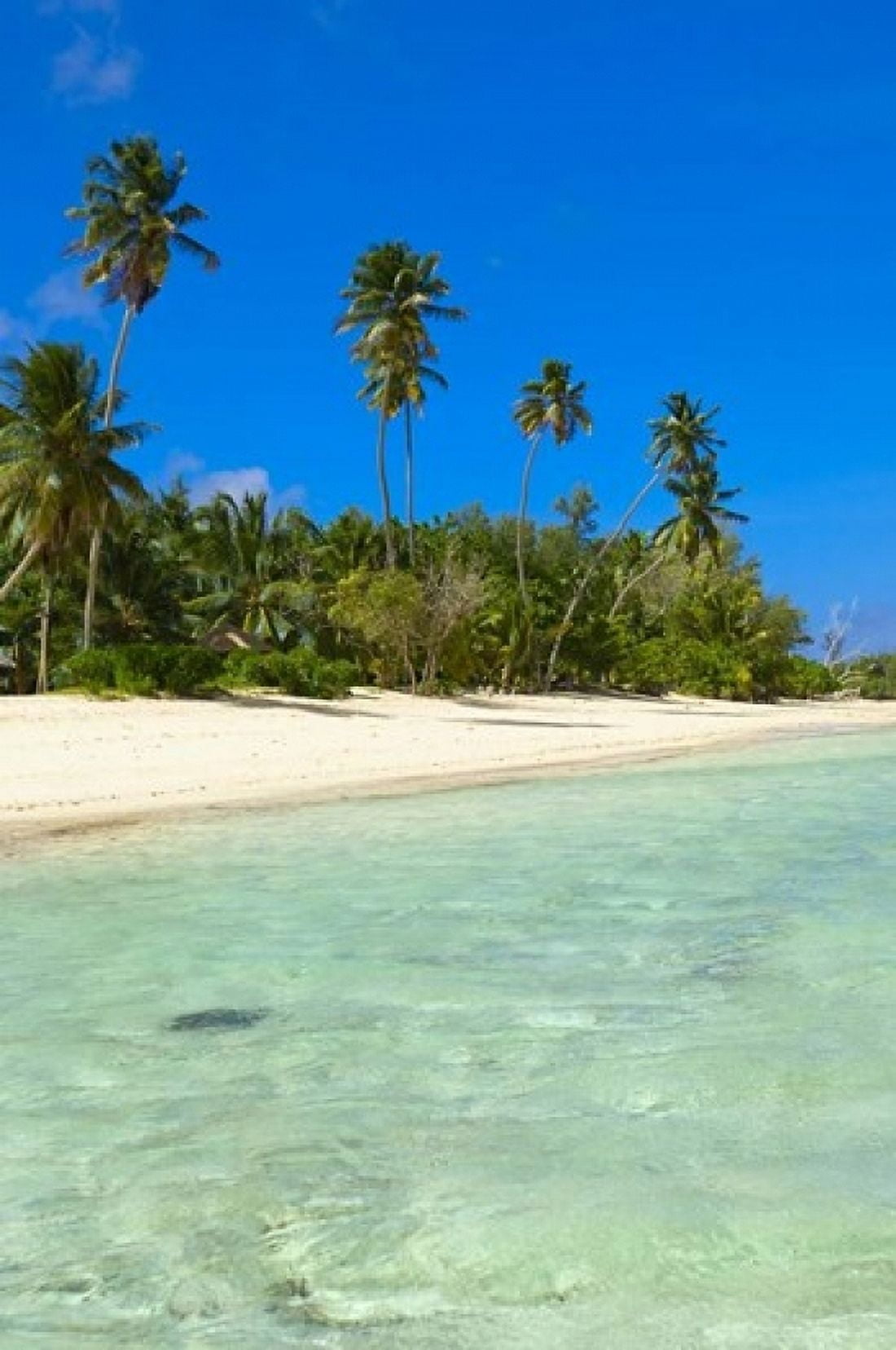 Beach Desroches Resort Desroches Island Seychelles Canvas Art - Alison Wright DanitaDelimont (11 x 17)