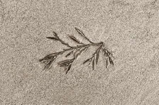 Beach Find II Canvas Art - Cora Niele (24 x 36)