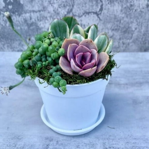 Beach House Succulent Garden - Live Succulent Arrangement