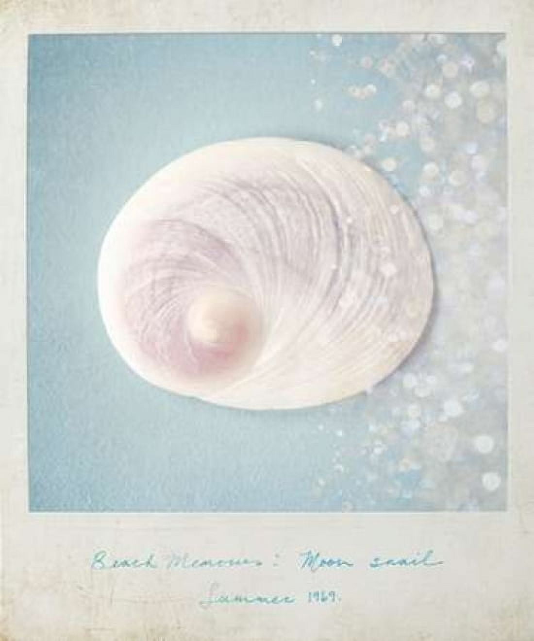 Beach Memories Moon Snail Canvas Art - Susannah Tucker Photography (20 x 24)