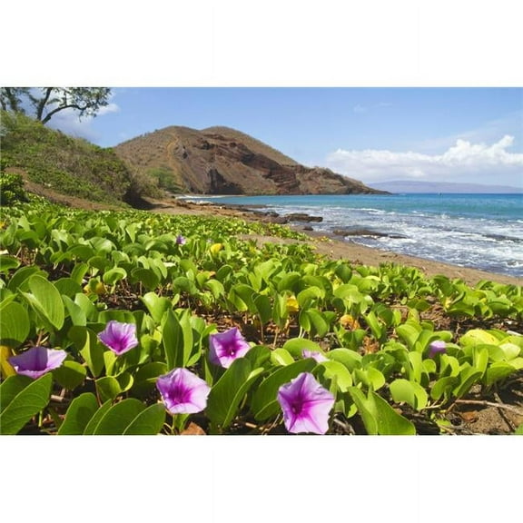 Beach Morning Glory with PUU OLai in Background - Makena Maui Hawaii United States of America Poster Print, 19 x 12