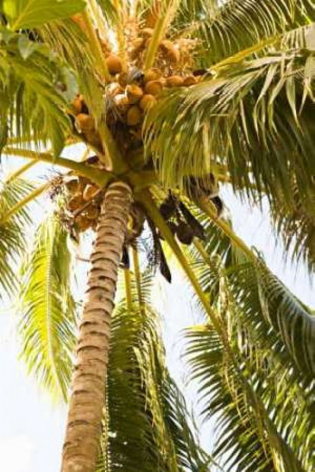 Beach Palm I Canvas Art - Karyn Millet (24 x 36)