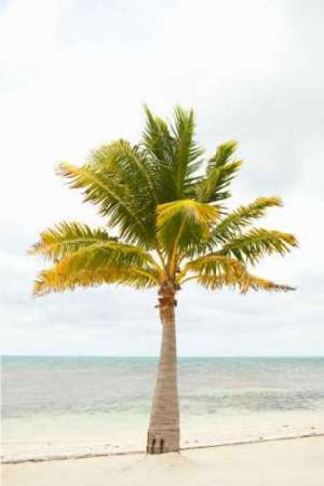 Beach Palm II Canvas Art - Karyn Millet (12 x 18)