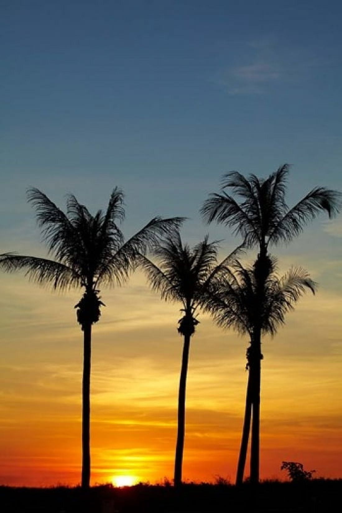 Beach Palm trees Mindil Beach Darwin Australia Canvas Art - David Wall DanitaDelimont (24 x 36)