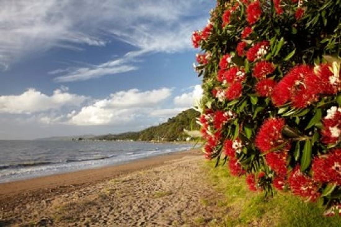 Beach Pohutukawa Thornton Bay No Island New Zealand Canvas Art - David Wall DanitaDelimont (38 x 25)
