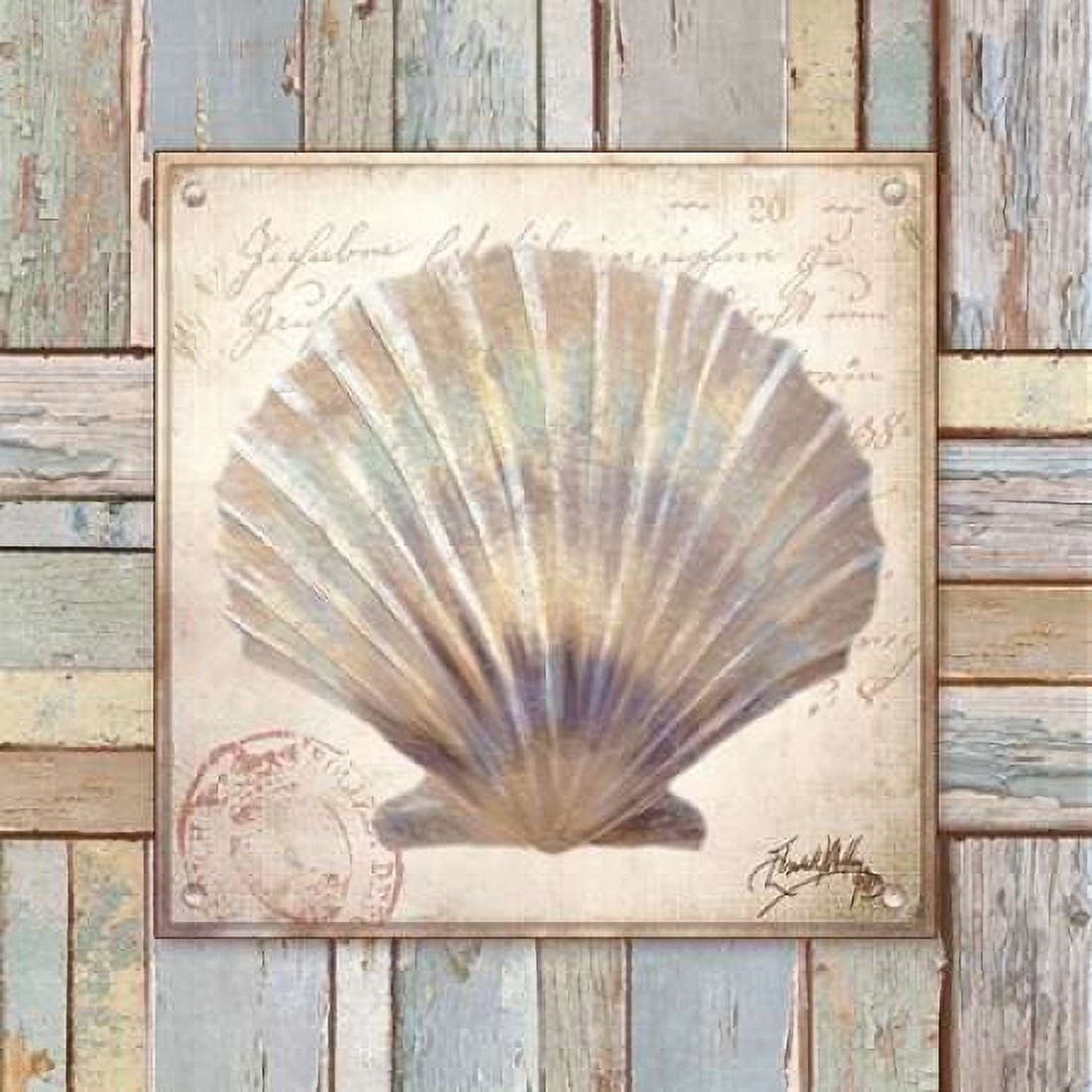 Beach Shell I Canvas Art - Elizabeth Medley (24 x 24)