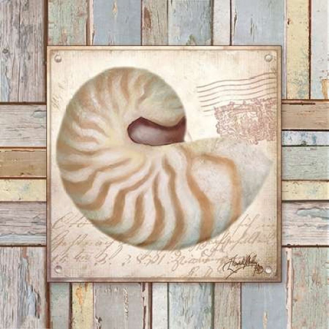 Beach Shell III Canvas Art - Elizabeth Medley (24 x 24)