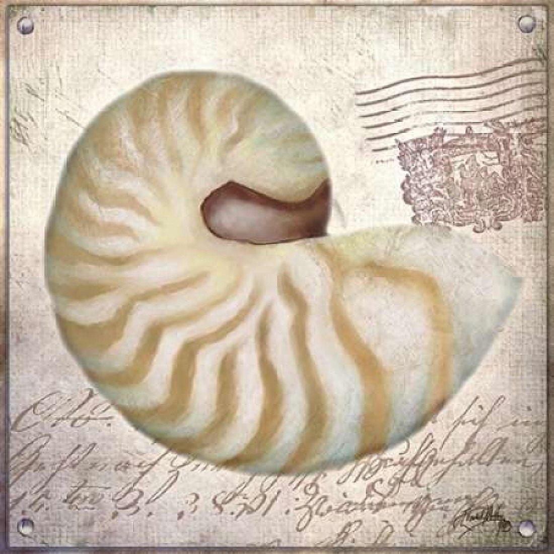 Beach Shell III Canvas Art - Elizabeth Medley (24 x 24)