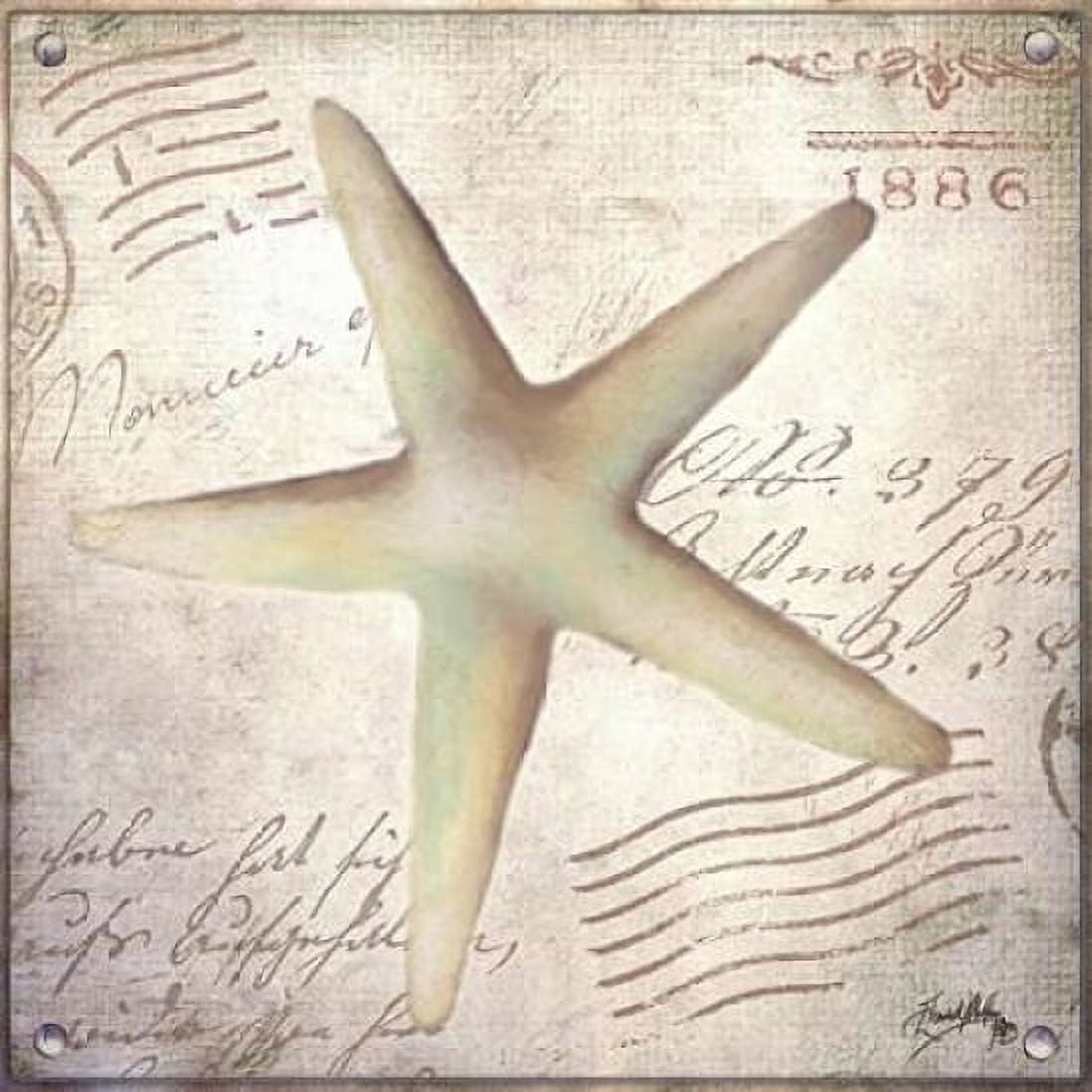 Beach Shell IV Canvas Art - Elizabeth Medley (24 x 24)