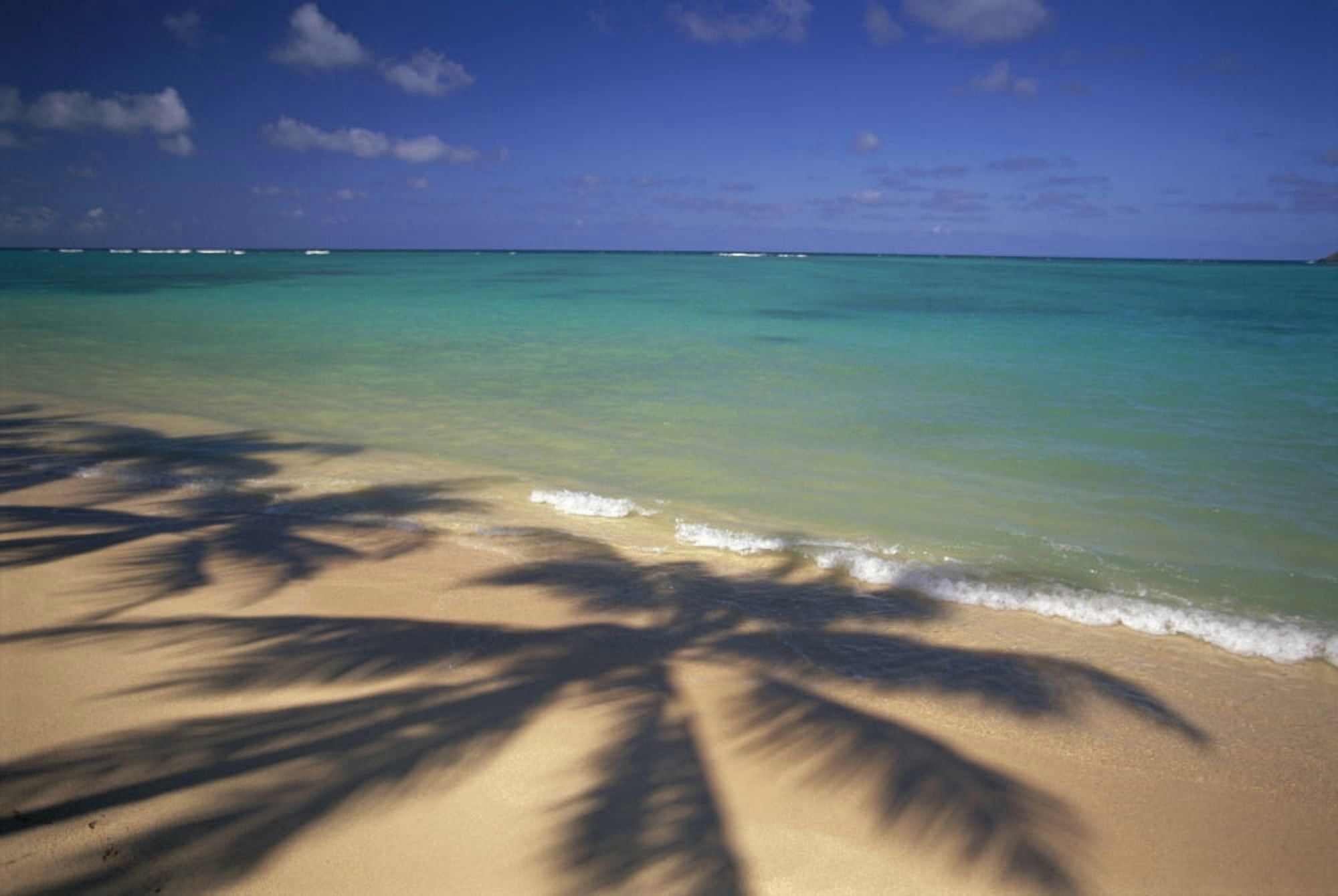 Beach Shoreline With Palm Tree Shadows Calm Turquoise Ocean Horizon Canvas Art - Dana Edmunds  Design Pics (19 x 12)