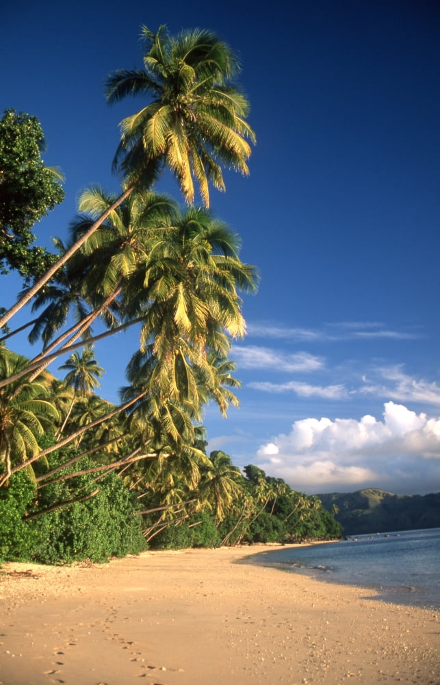 Beach and palm trees in Fiji Canvas Art - Beverly FactorStocktrek Images (12 x 18)