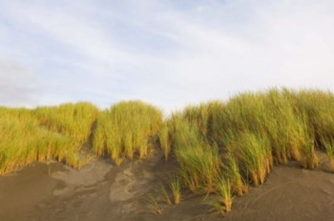 Beach grass on sand Pistol River State Scenic Viewpoint Oregon USA Canvas Art - Panoramic Images (36 x 24)
