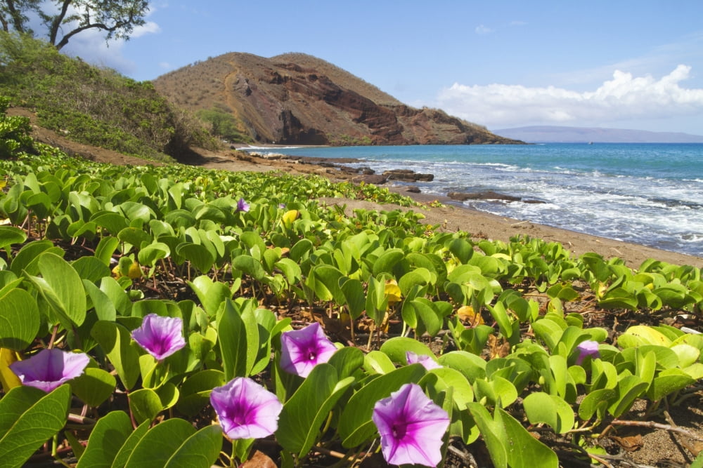 Beach morning glory with Puu Olai in background Makena Maui Hawaii United States of America Canvas Art - Ron Dahlquist Design Pics (19 x 12)