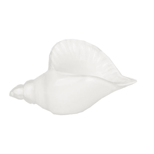 beachcombers coastal life Glass White Shell