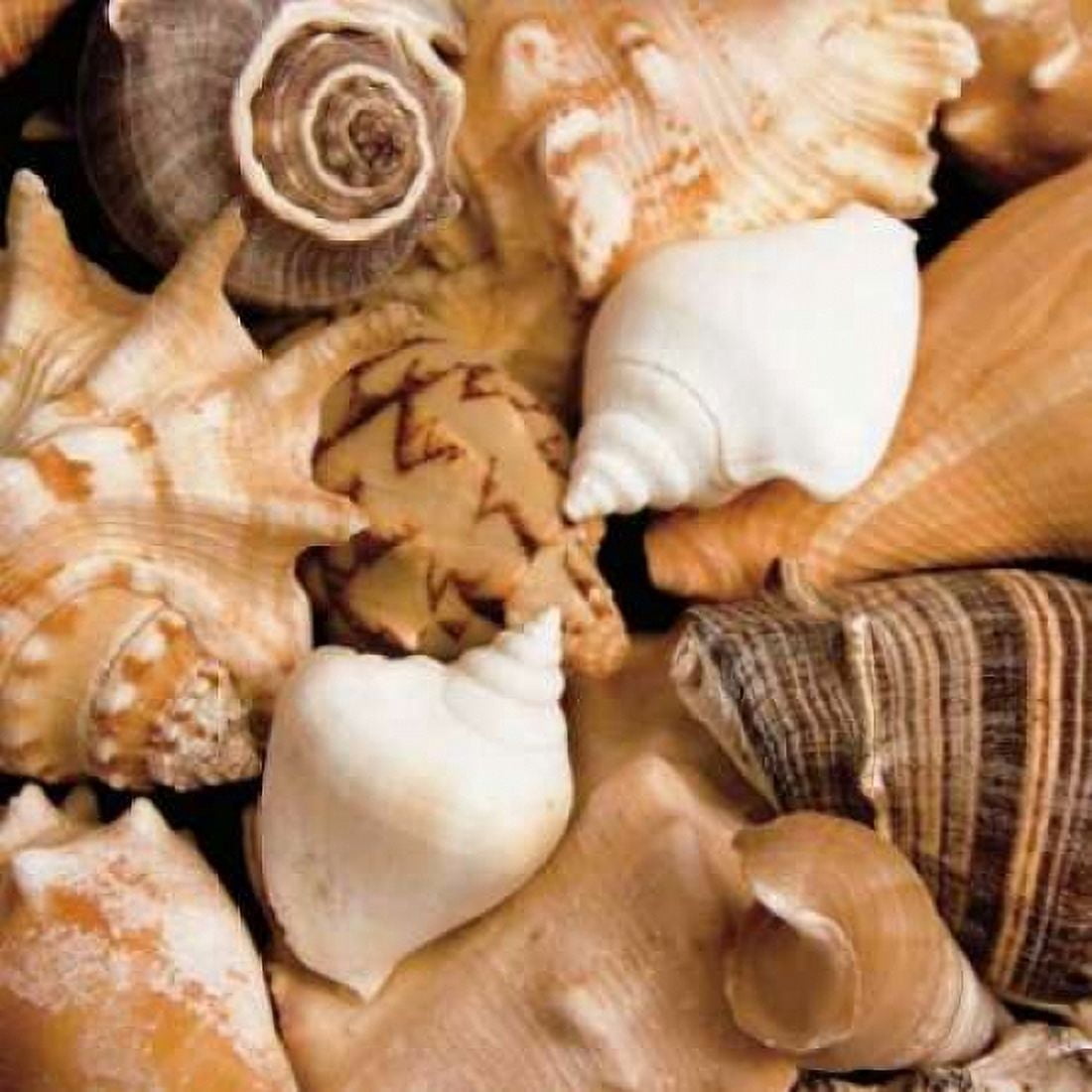 Beachside Shells Canvas Art - JeffBoyce MaiharaWatt (24 x 24)