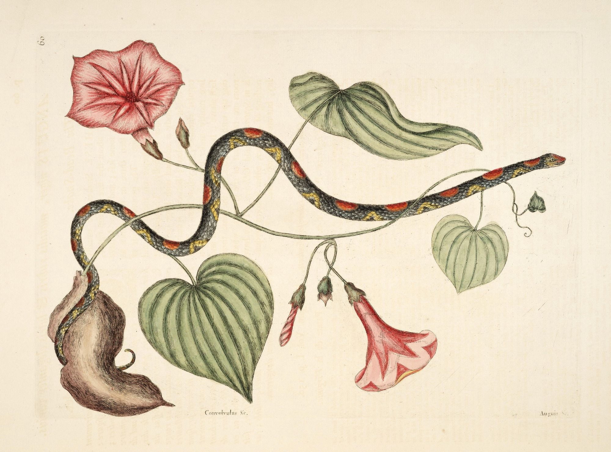 Bead Snake & potato Canvas Art - Mark Catesby (24 x 36)