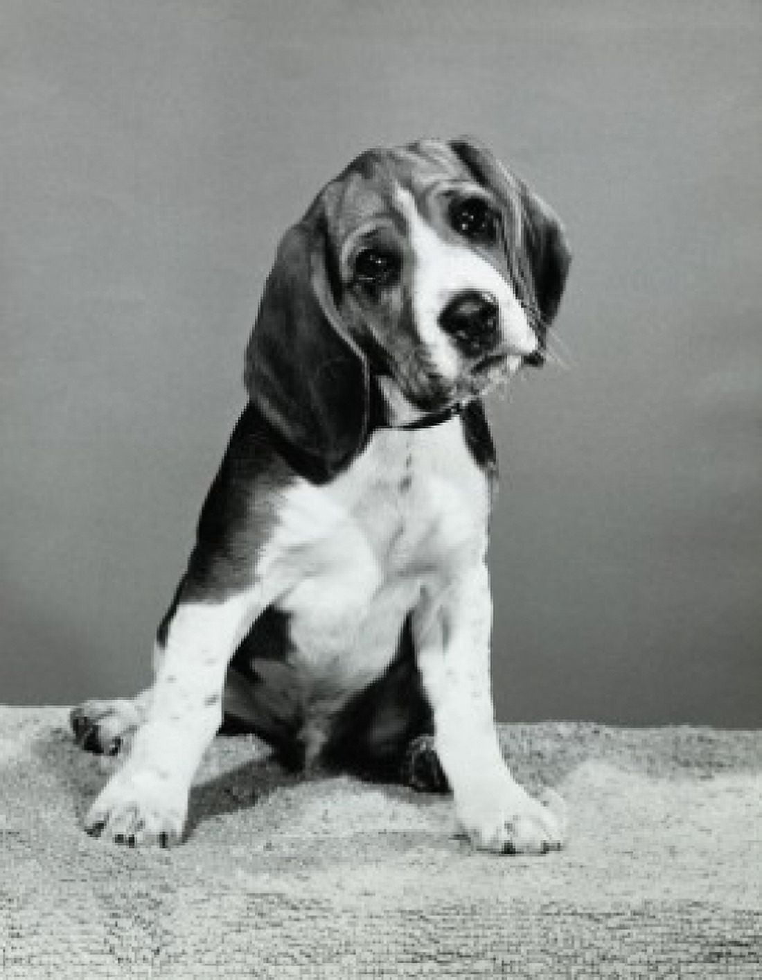Beagle Canvas Art - (18 x 24)