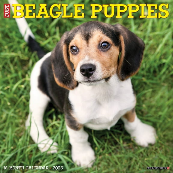 Beagle Puppies 2026 Wall Calendar