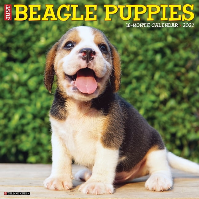 Beagle Puppies 2027 12 X 12 Wall Calendar, (Paperback)