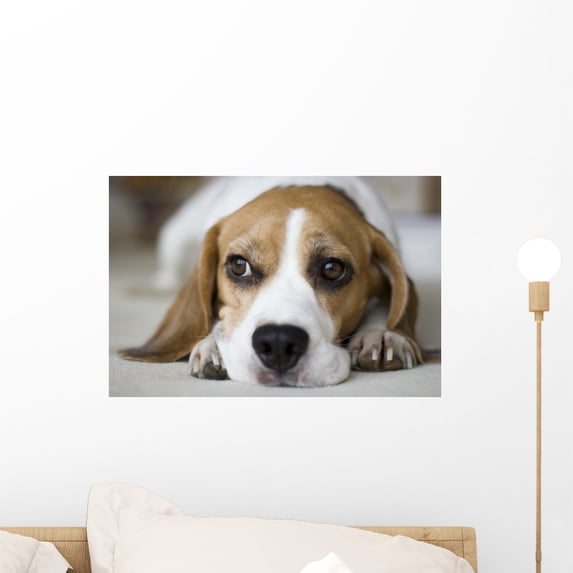 Beagle Wall Mural Decal by Wallmonkeys Vinyl Peel and Stick Graphic (18 in W x 12 in H)