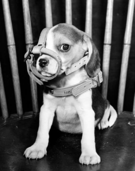 Beagle puppy wearing a muzzle Canvas Art - (18 x 24)