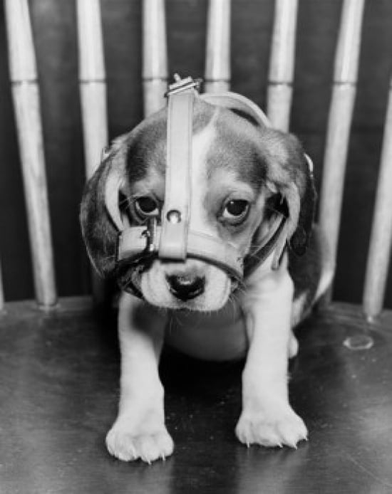 Beagle puppy wearing a muzzle Canvas Art - (24 x 36)