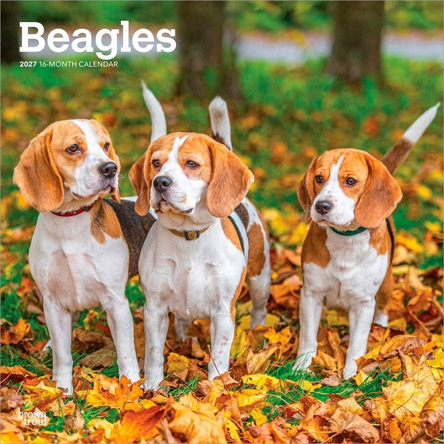 Beagles 2027 12 X 24 Inch (Hanging) Monthly Square Wall Calendar Plastic-Free, (Paperback)