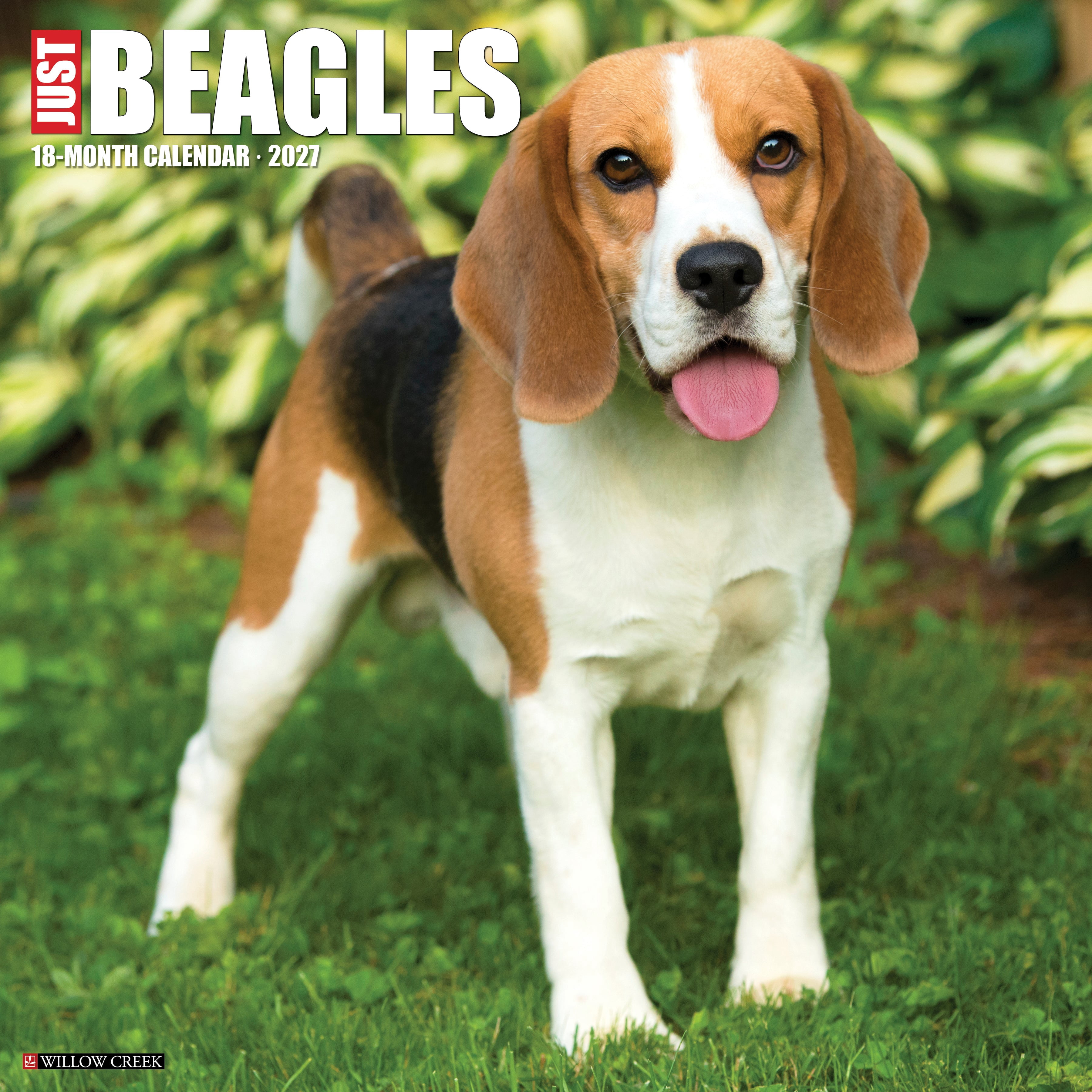 Willow Creek Press, Beagles 2027 Wall Calendar