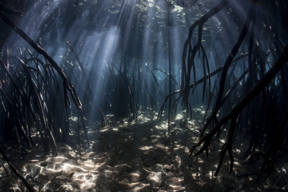 Beams of sunlight filter among the prop roots of a mangrove forest Canvas Art - Ethan DanielsStocktrek Images (17 x 12)