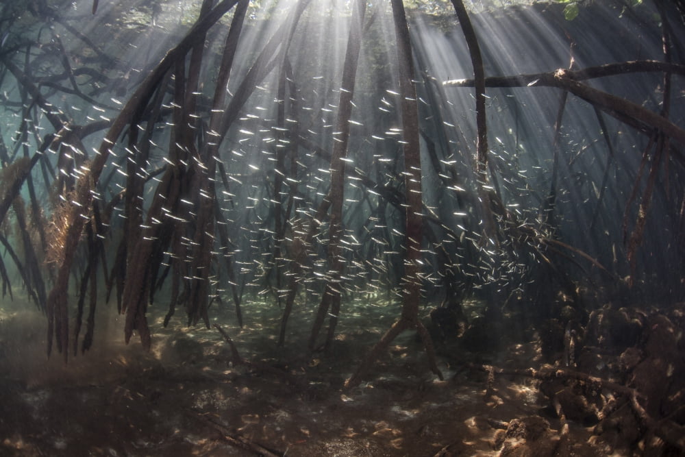 Beams of sunlight filter among the prop roots of a mangrove forest Canvas Art - Ethan DanielsStocktrek Images (17 x 12)