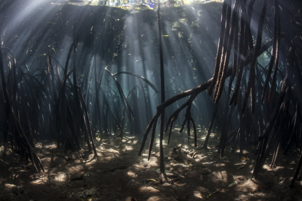 Beams of sunlight filter among the prop roots of a mangrove forest Canvas Art - Ethan DanielsStocktrek Images (34 x 23)