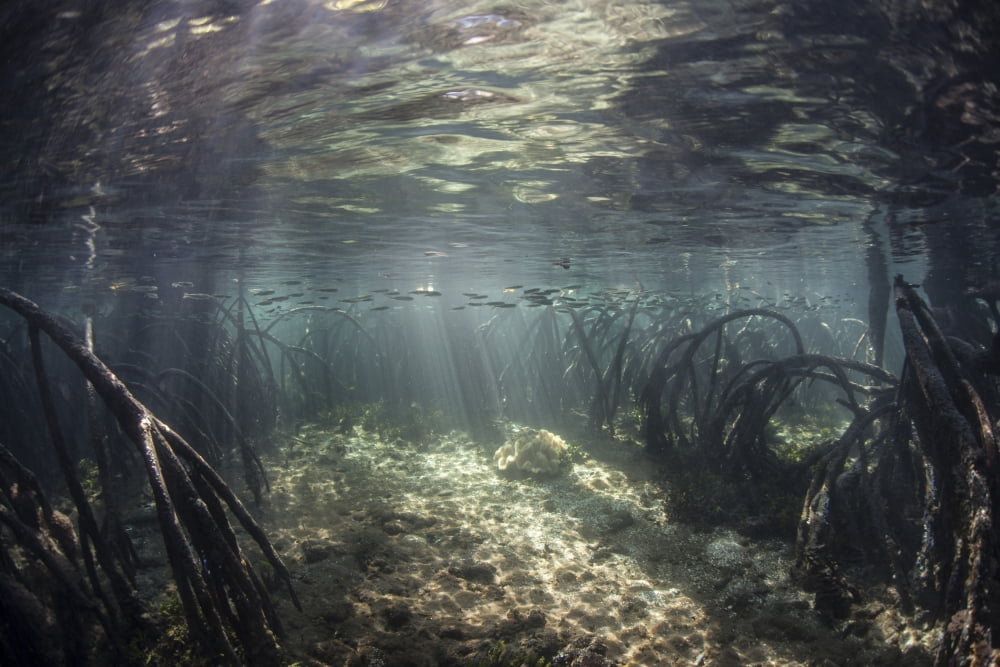 Beams of sunlight shine down into a mangrove forest Canvas Art - Ethan DanielsStocktrek Images (17 x 12)