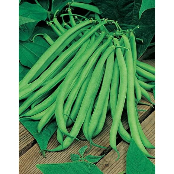 Bean Blue Lake Great Heirloom Garden Vegetable by Seed Kingdom Bulk 1 Lb Seeds