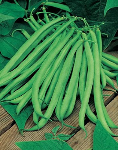 Bean Blue Lake Great Heirloom Garden Vegetable by Seed Kingdom Bulk 5 Lb Seeds