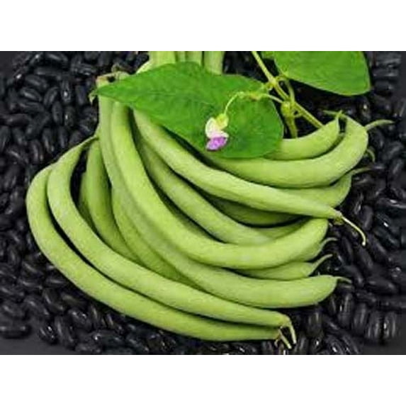 Bean Bush Black Valentine Great Heirloom Garden Vegetable by Seed Kingdom 5 Lb Seeds
