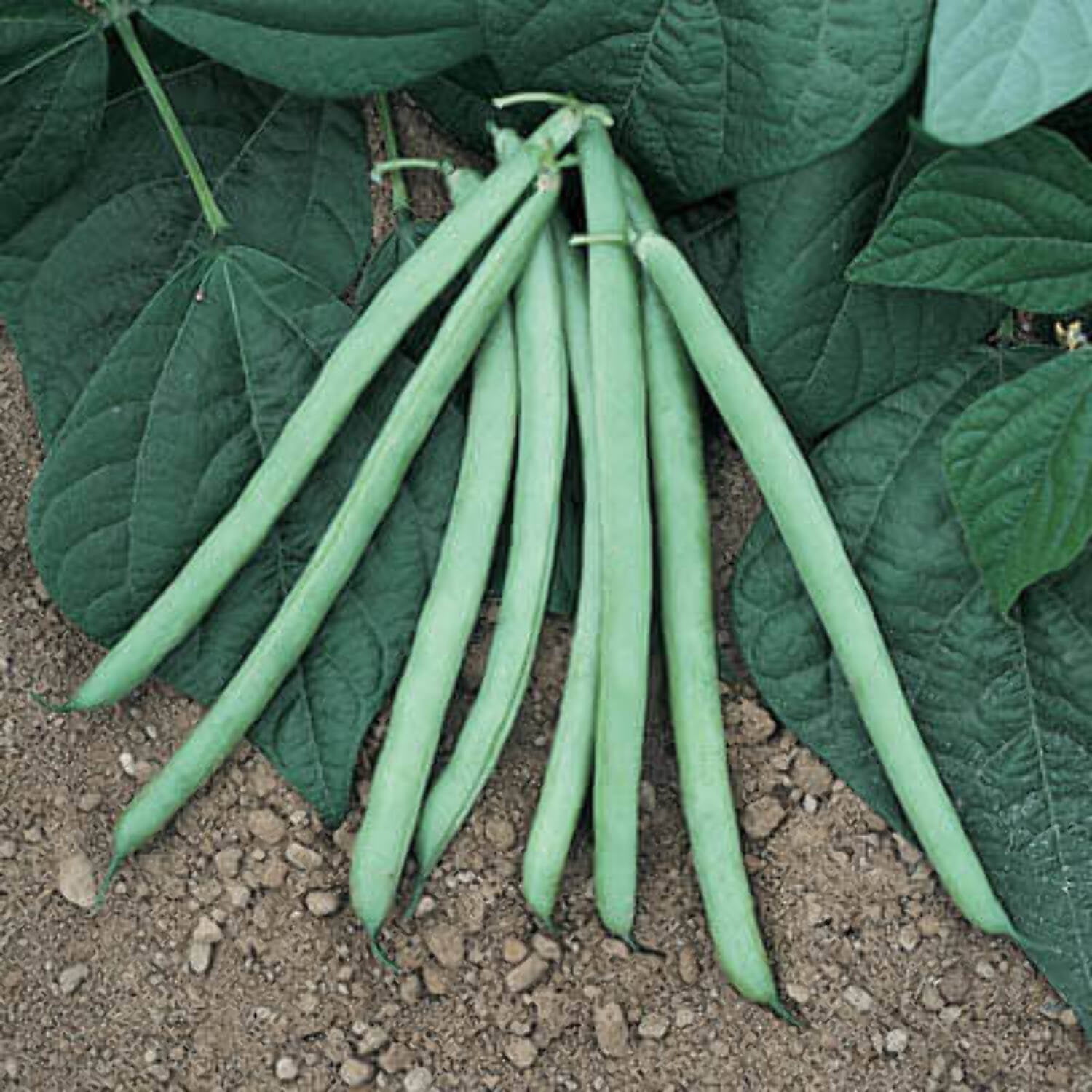Bean Bush Blue Lake 274 Seed, Treated, 1/2 Pound