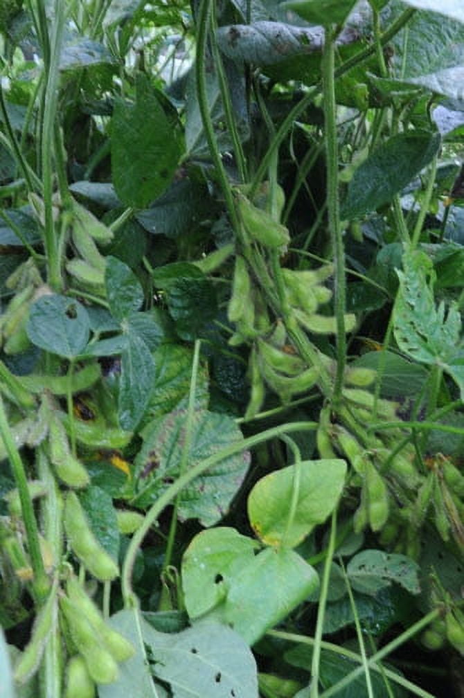 Bean Edamame Midori Giant Garden Vegetable Seeds By Seed Kingdom 15