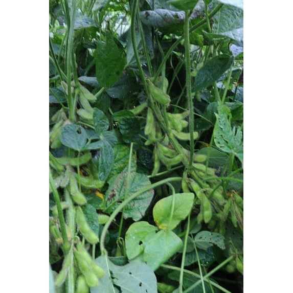 Bean Edamame Midori Giant Garden Vegetable Seeds by Seed Kingdom Bulk 1 Lb Seeds