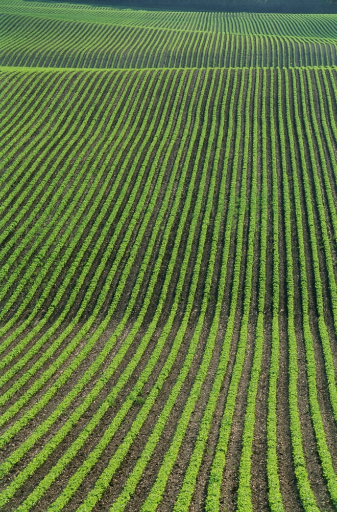 Bean Field Holland Manitoba Canvas Art - Mike Grandmaison Design Pics (24 x 36)