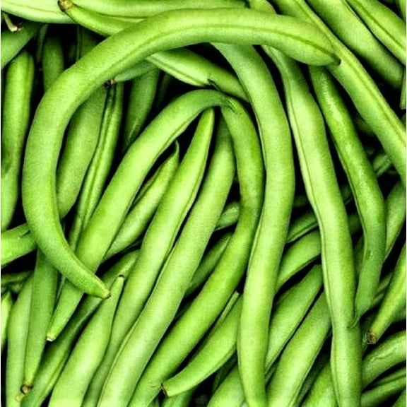 Bean Seed, Commodore Bush, Heirloom, 200+ Seeds, Non GMO, Green Beans